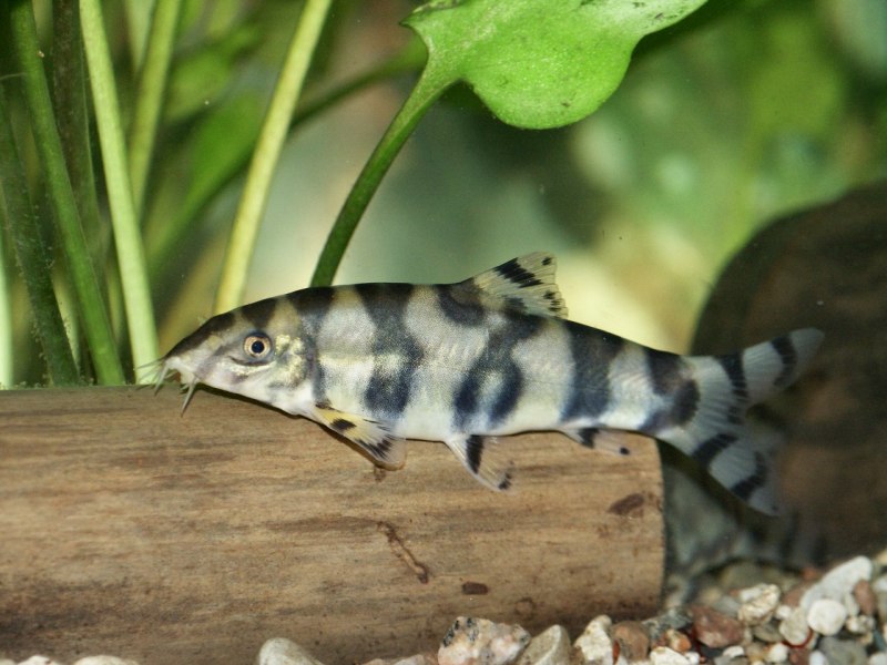 Рыбка боция мраморная