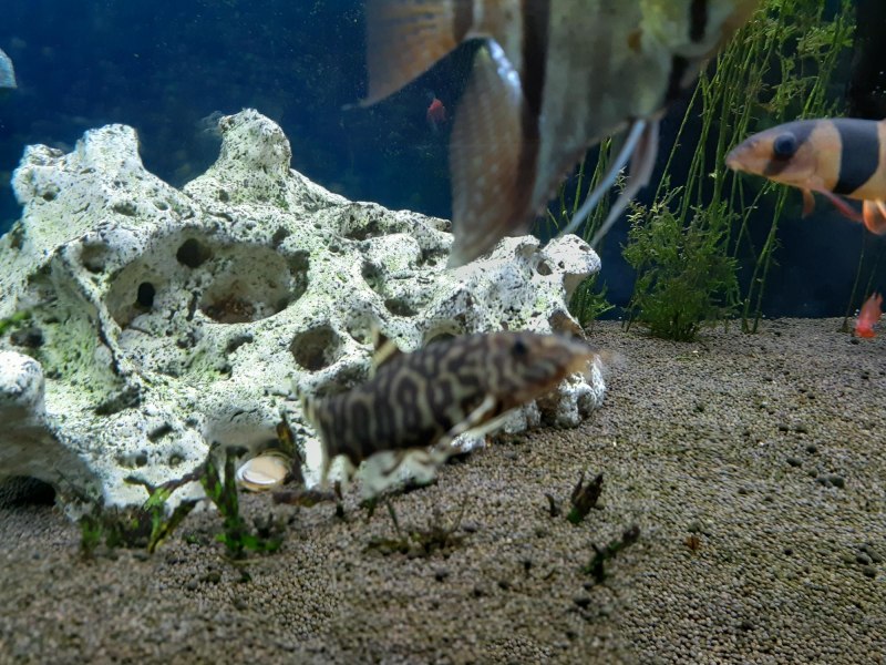 Yunnanilus cruciatus