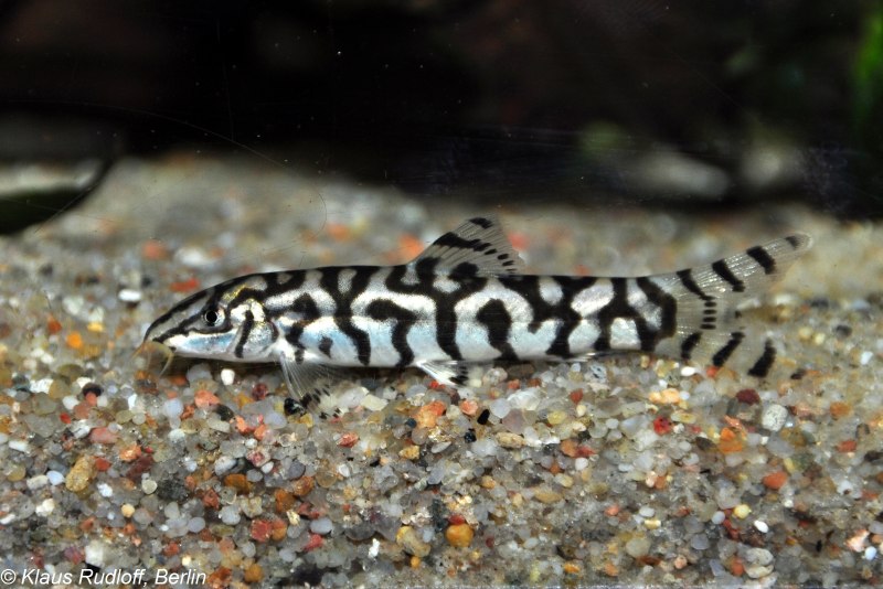 Рыбка боция мраморная