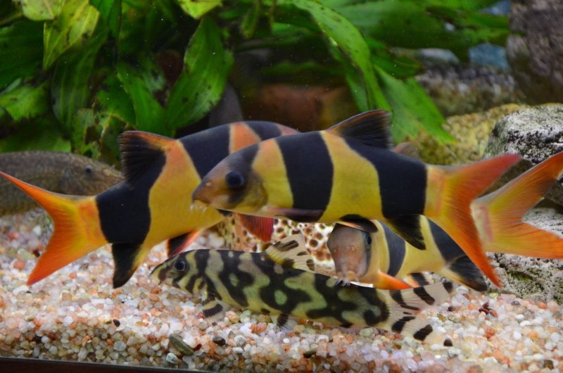 Боции клоуны аквариумные рыбки