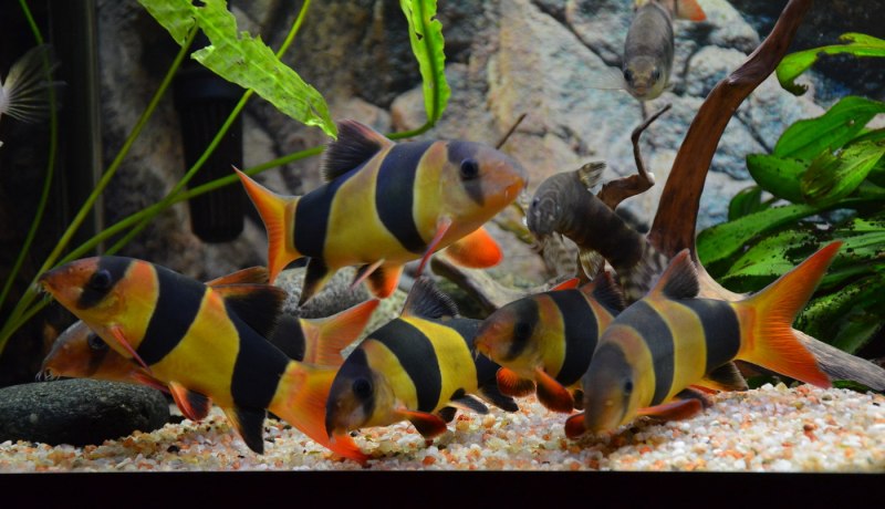 Боция клоун