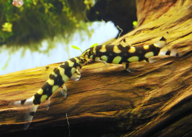 Рыбка боция мраморная