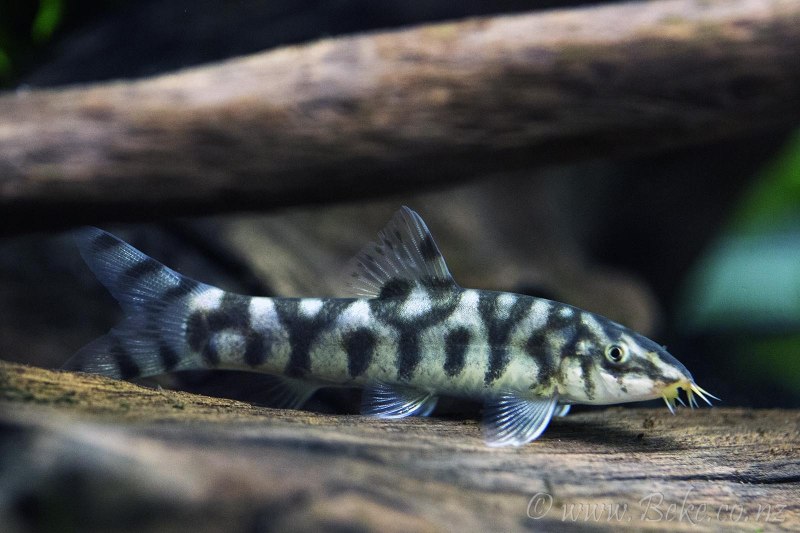 Боция лохаката мраморная