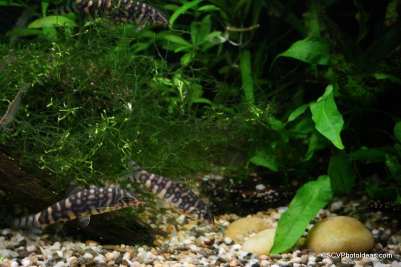 Боция Зебра мраморная