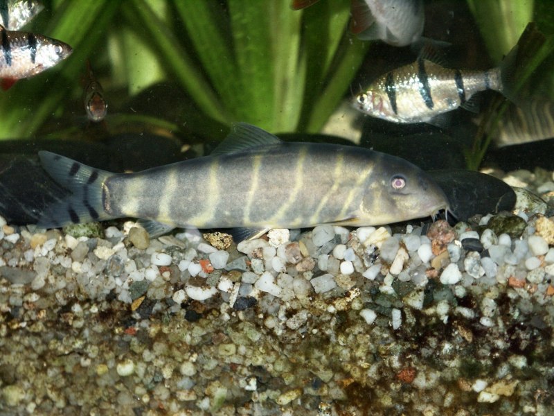 Боции аквариумные рыбки размножение