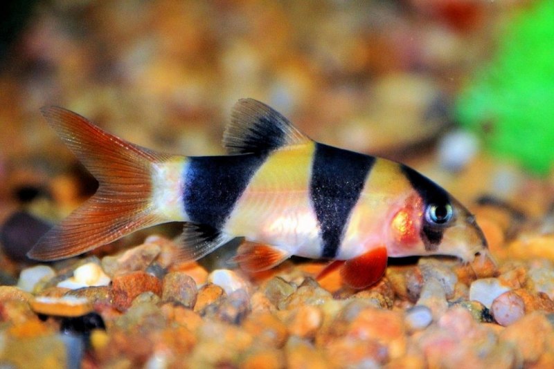 Боция Дарио