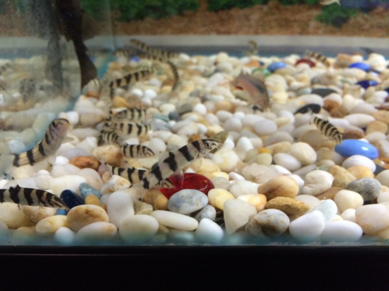 Боция мраморная размножение