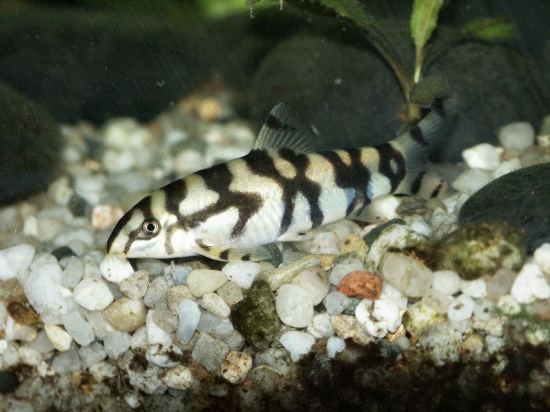 Боция рострата