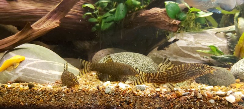 Боция Леконта