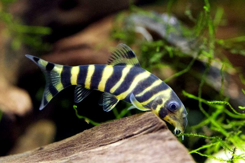 Тигровая рыбка аквариумная боция