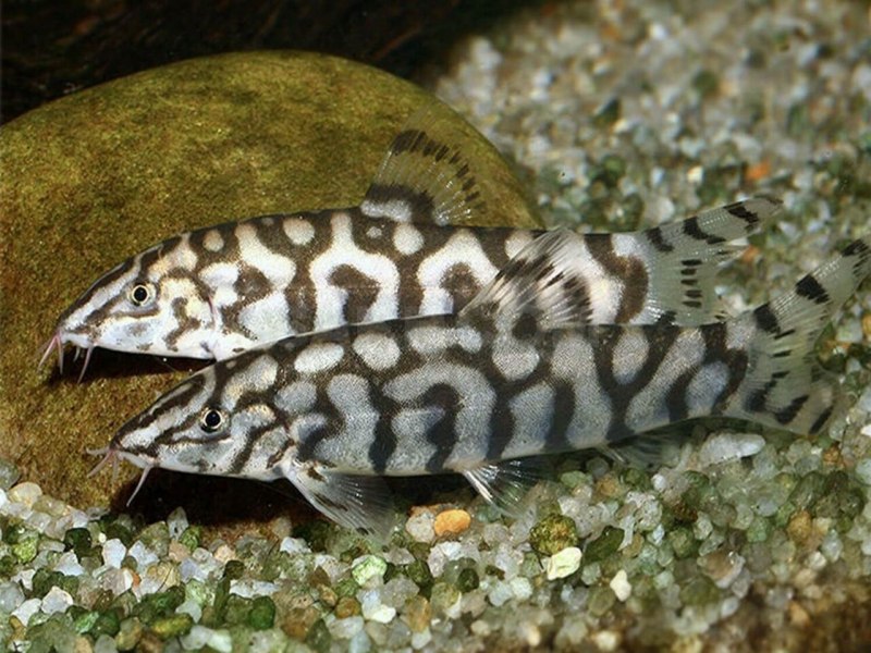 Боция лохаката мраморная