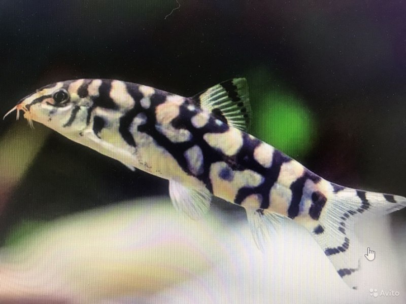 Боция хистрионика