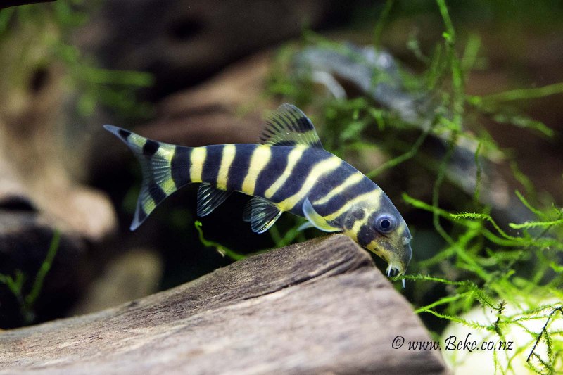 Нерест боций мраморных