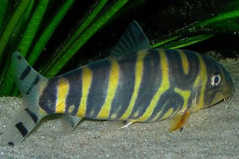 Боции аквариумные рыбки