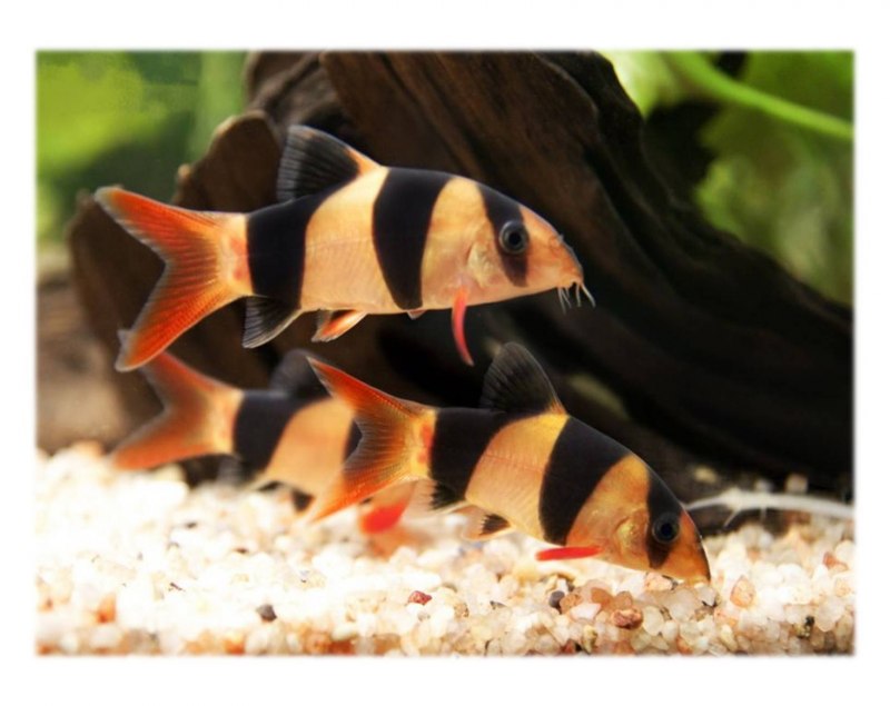 Сомик боция полосатый