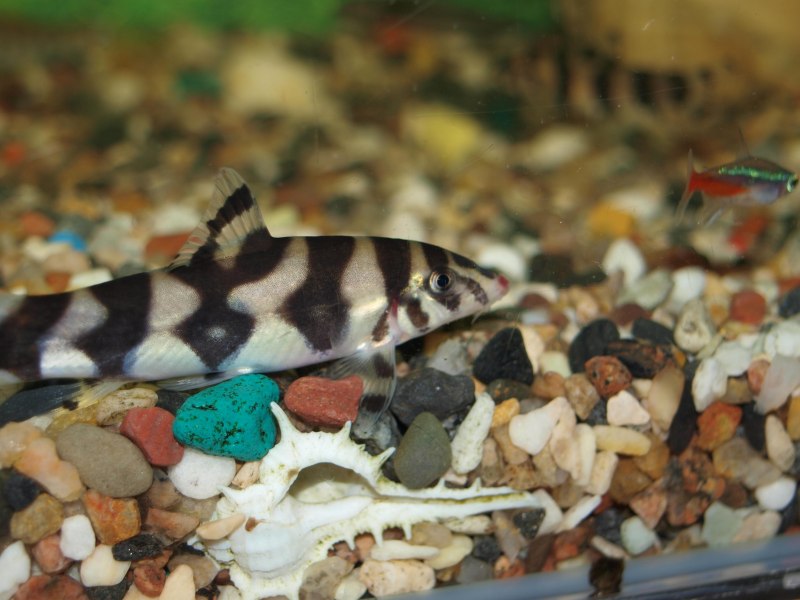 Боция Кубота