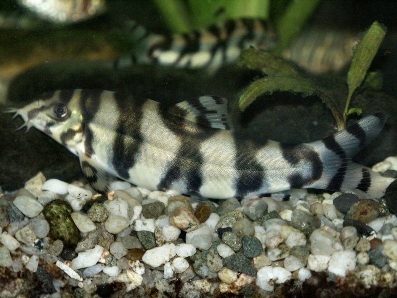 Боция куботаи