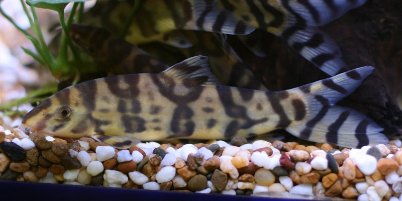 Боция бирманская, хистрионика