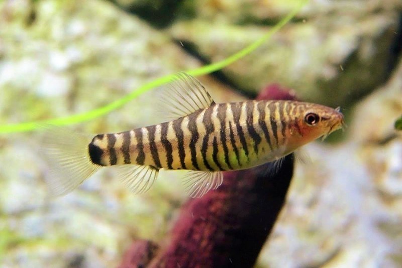 Боция клоун макраканта