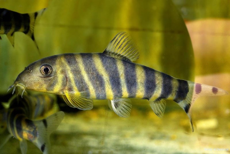 Боция стриата Зебра