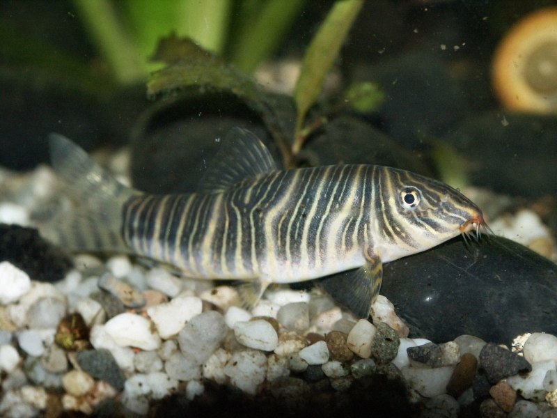 Рыбка боция клоун