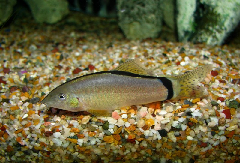 Боции мраморные едят улиток