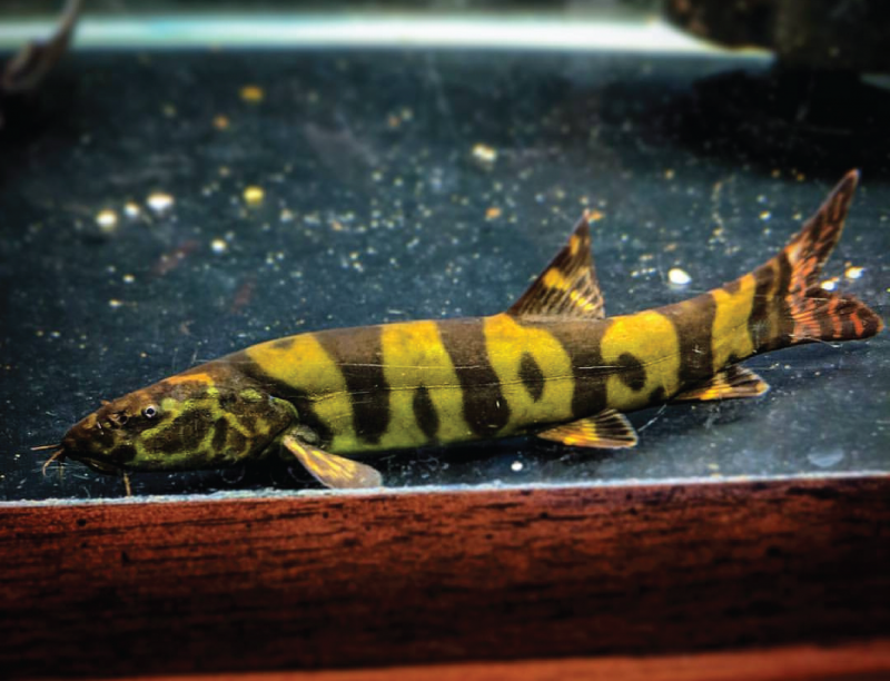 Боция Зебра карликовая