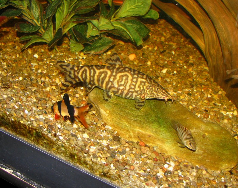 Боция Зебра