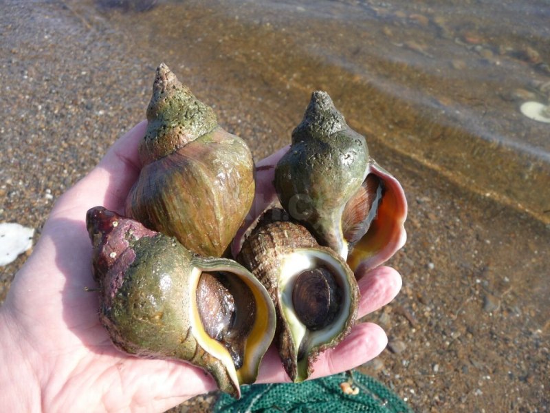 Трубач Дальневосточный