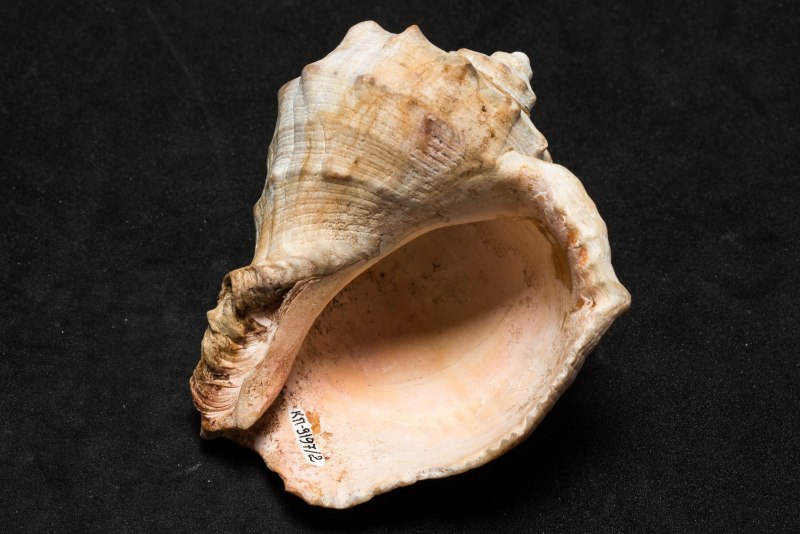 Рапана моллюск