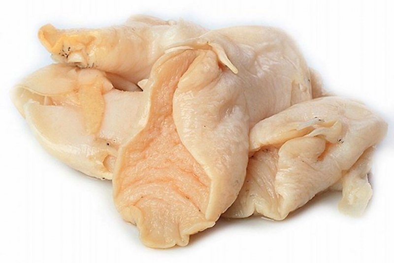 Трубач брюхоногий моллюск