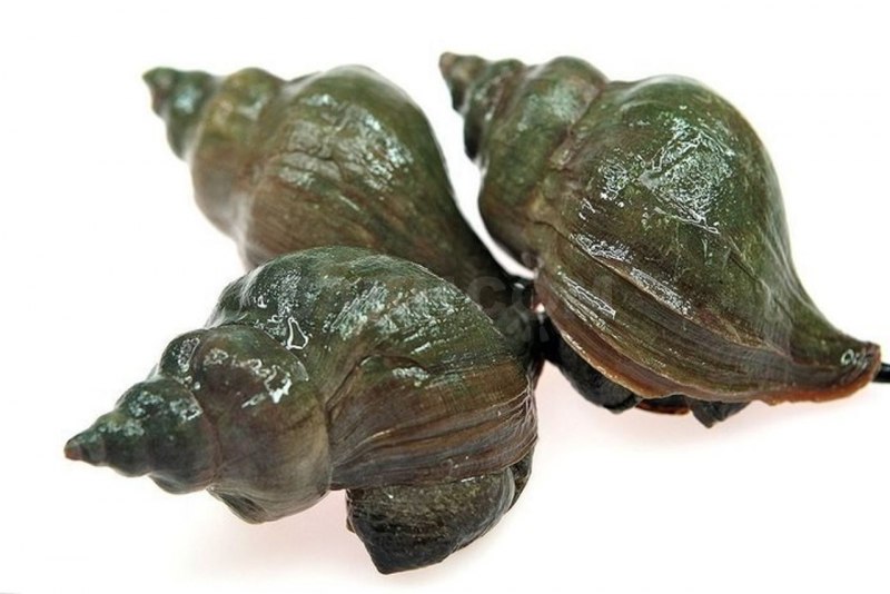 Трубач Рапан