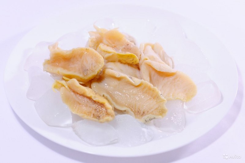 Ракушка трубач Дальневосточный