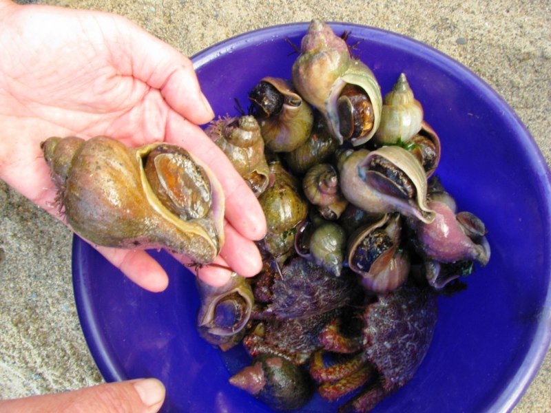 Трубач Дальневосточный