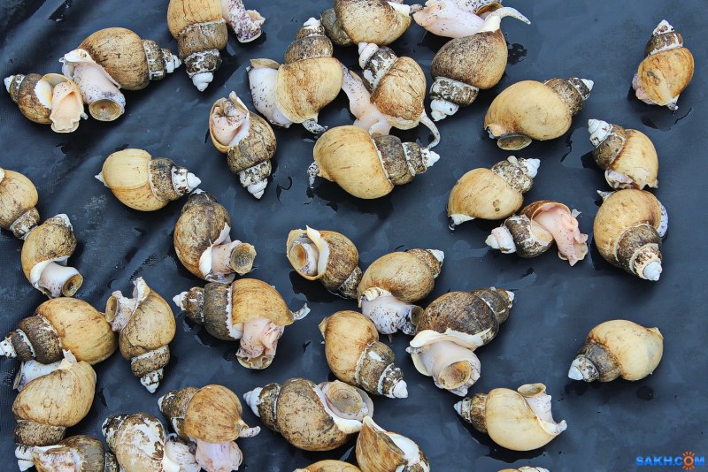 Зубатка в ресторане