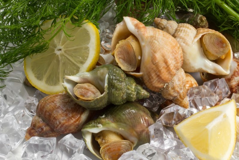 Ракушка трубач Дальневосточный