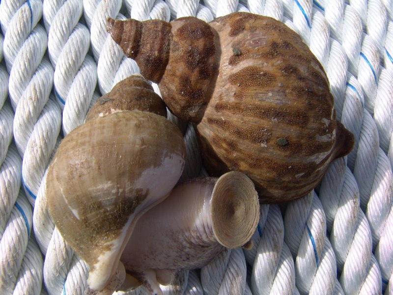 Ракушка трубач Дальневосточный