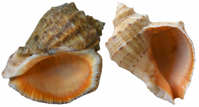 Артуро Сандовал