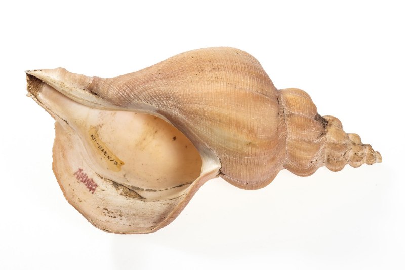 Ракушка трубач Дальневосточный