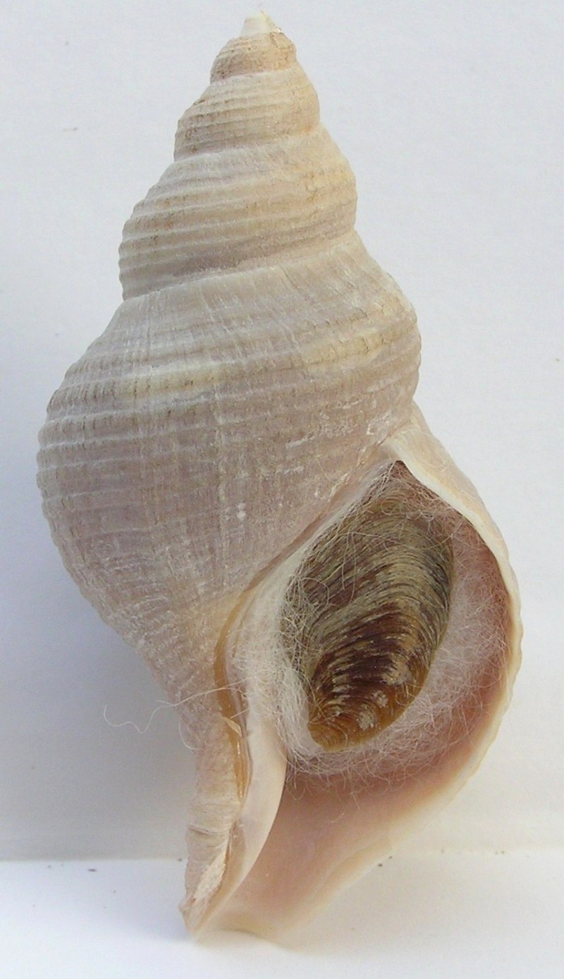 Моллюск похожий на мужской