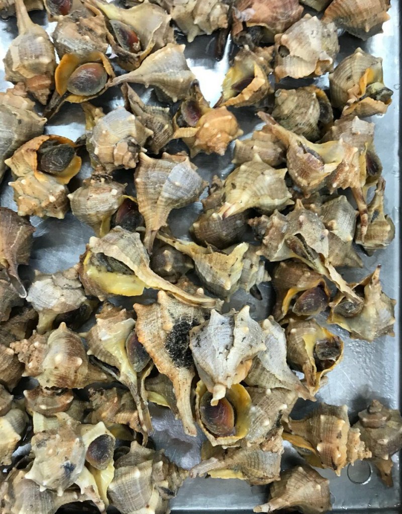 Трубач моллюск Дальневосточный