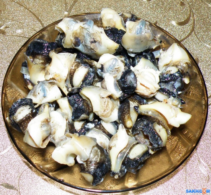 Улитка трубач