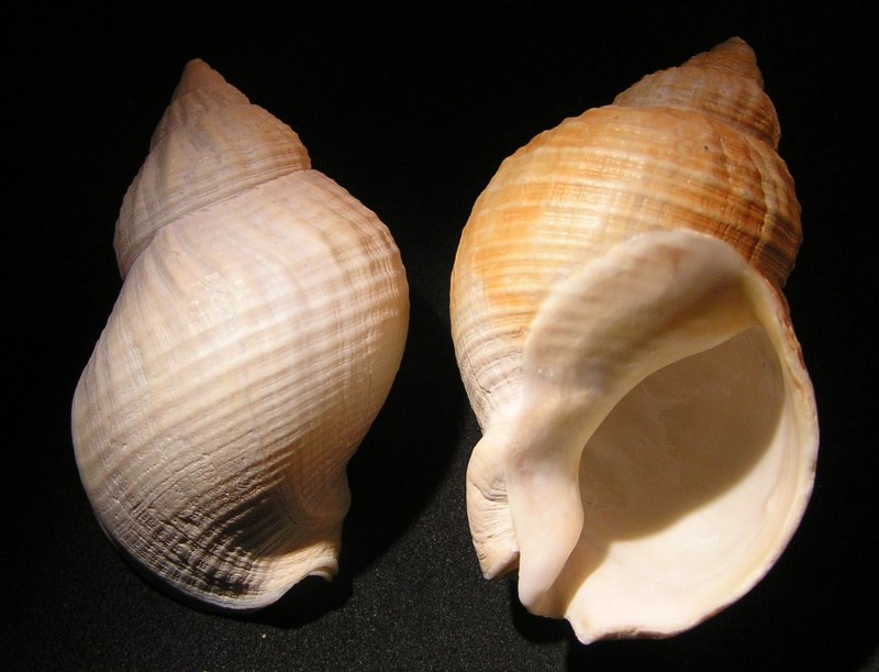 Трубач моллюск Дальневосточный