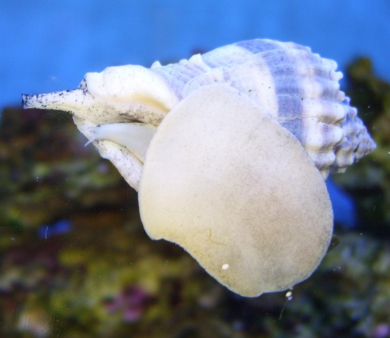 Трубач брюхоногий моллюск