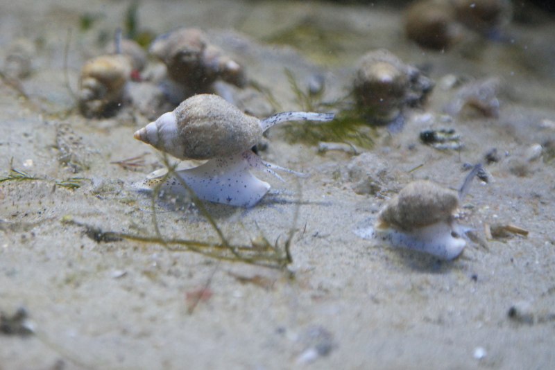 Моллюск Владивосток трубач моллюск