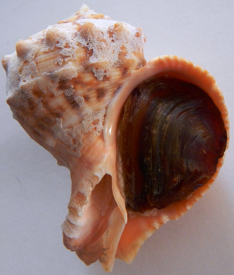 Трубач моллюск Дальневосточный