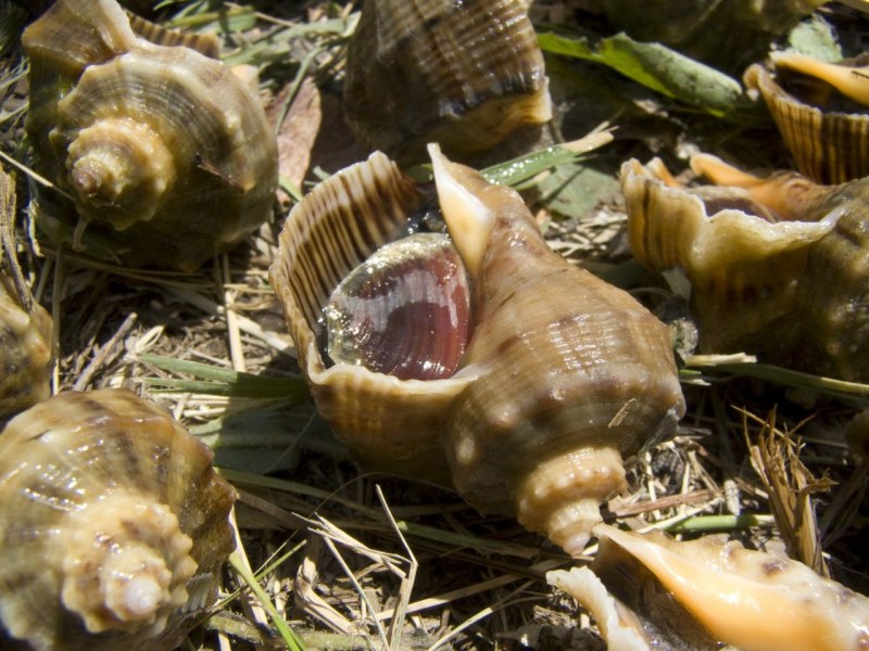 Улитка трубач