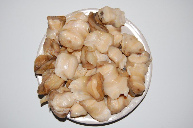 Трубач брюхоногий моллюск