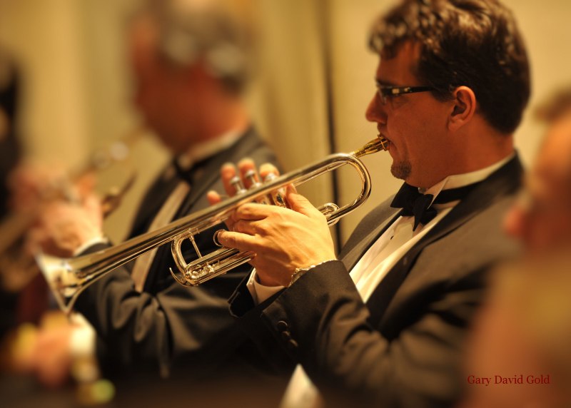 Флоридская Лошадиная улитка