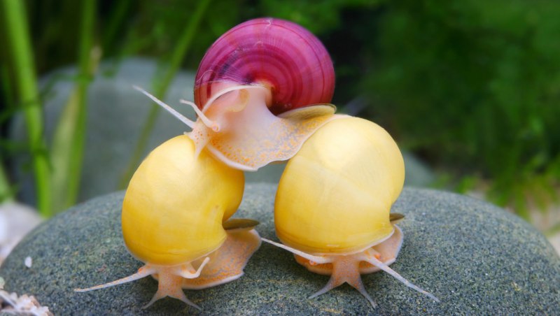 Улитка ампулярия